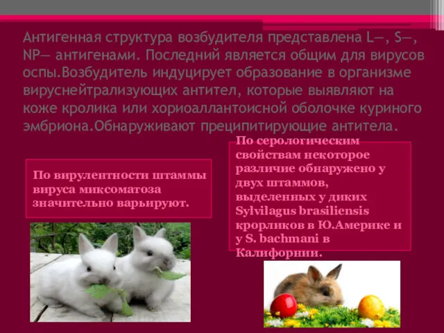 Антигенная структура возбудителя представлена L—, S—, NP— антигенами. Последний является