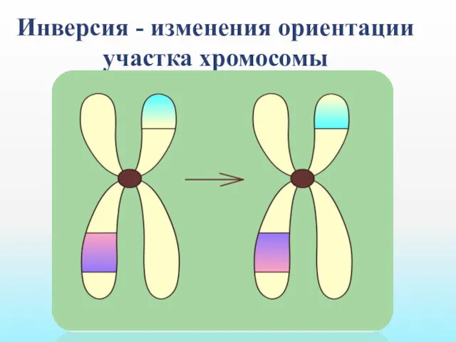 Инверсия - изменения ориентации участка хромосомы