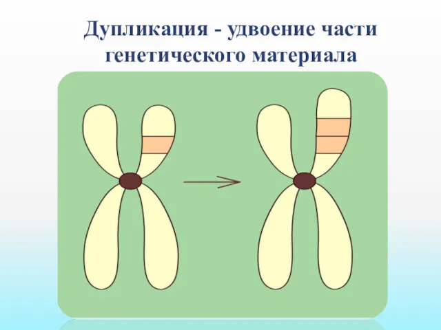 Дупликация - удвоение части генетического материала