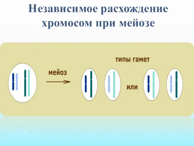 Независимое расхождение хромосом при мейозе