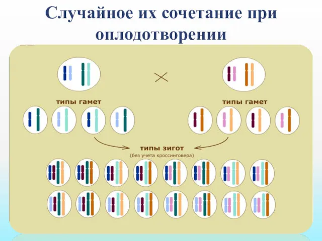 Случайное их сочетание при оплодотворении