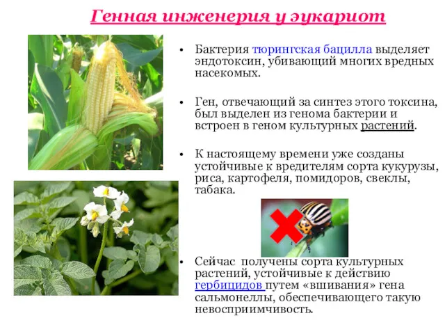 Генная инженерия у эукариот Бактерия тюрингская бацилла выделяет эндотоксин, убивающий