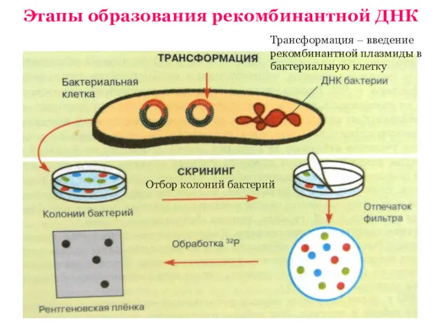 Этапы образования рекомбинантной ДНК Трансформация – введение рекомбинантной плазмиды в бактериальную клетку Отбор колоний бактерий