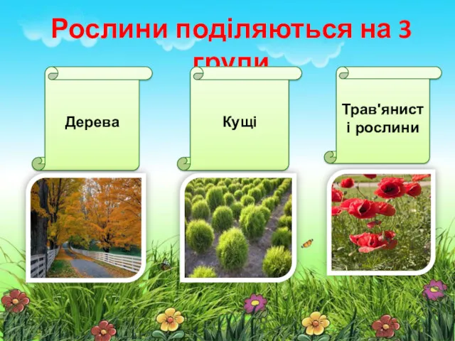 Рослини поділяються на 3 групи Дерева Кущі Трав'янисті рослини