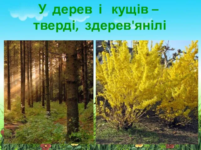 У трав'янистих рослин стебла м'які, соковиті У дерев і кущів – тверді, здерев'янілі