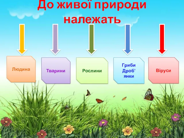 До живої природи належать Людина Гриби Дроб’янки Тварини Рослини Віруси