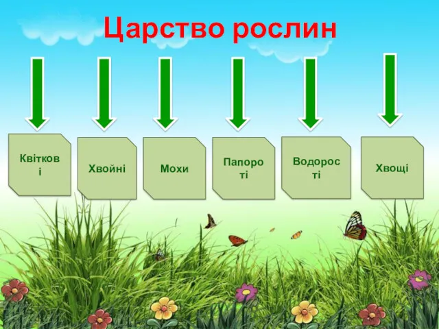 Царство рослин Квіткові Папороті Хвойні Мохи Водорості Хвощі