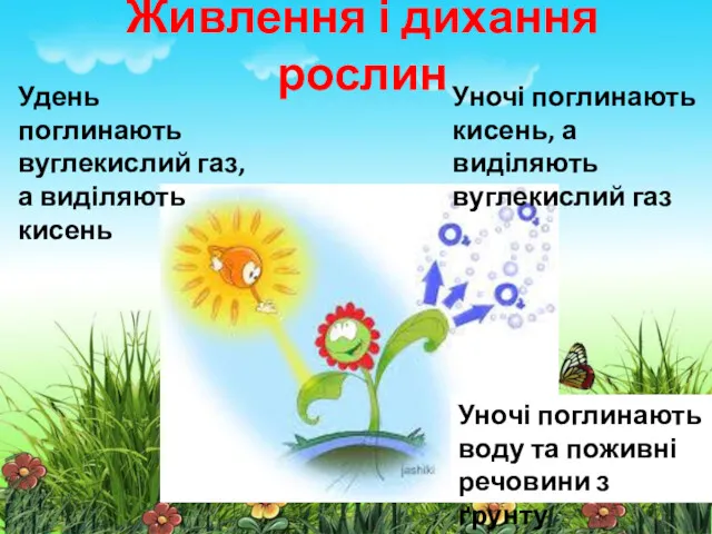 Живлення і дихання рослин Удень поглинають вуглекислий газ, а виділяють