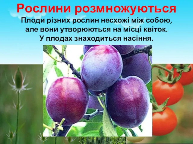 Рослини розмножуються Плоди різних рослин несхожі між собою, але вони