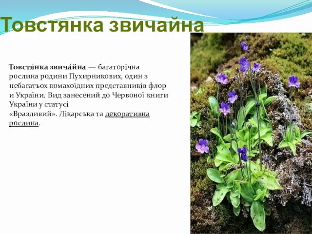 Товстянка звичайна Товстя́нка звича́йна — багаторічна рослина родини Пухирникових, один з небагатьох комахоїдних
