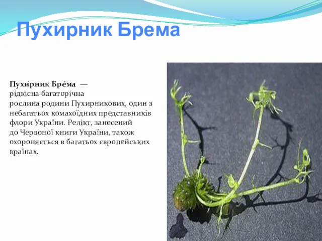 Пухирник Брема Пухи́рник Бре́ма — рідкісна багаторічна рослина родини Пухирникових, один з небагатьох