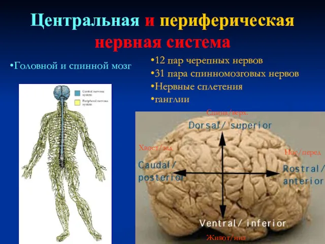 Центральная и периферическая нервная система 12 пар черепных нервов 31