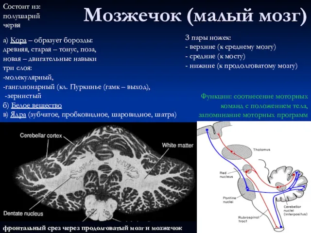 фронтальный срез через продолговатый мозг и мозжечок Мозжечок (малый мозг)