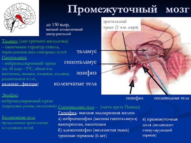 Промежуточный мозг таламус гипоталамус эпифиз коленчатые тела сосцевидные тела гипофиз