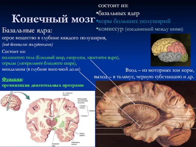 Конечный мозг состоит из: базальных ядер коры больших полушарий комиссур