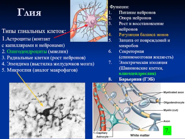 Глия Типы глиальных клеток: 1.Астроциты (контакт с капиллярами и нейронами)