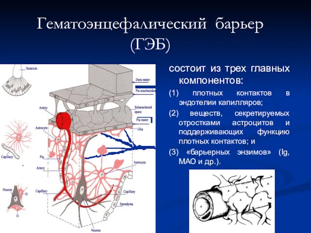 Гематоэнцефалический барьер (ГЭБ) состоит из трех главных компонентов: (1) плотных