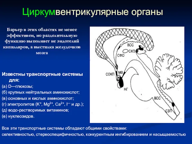 Барьер в этих областях не менее эффективен, но разделительную функцию