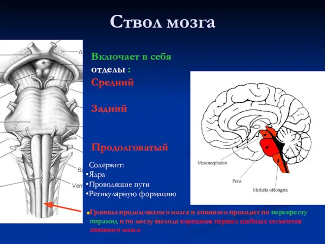 Ствол мозга Граница продолговатого мозга и спинного проходит по перекресту