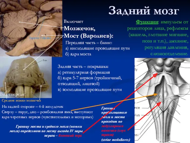 Задний мозг Граница продолговатого мозга и моста проходит по медуллярным