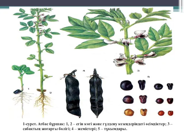 1-сурет. Атбас бұршақ: 1, 2 – егін көгі және гүлдену