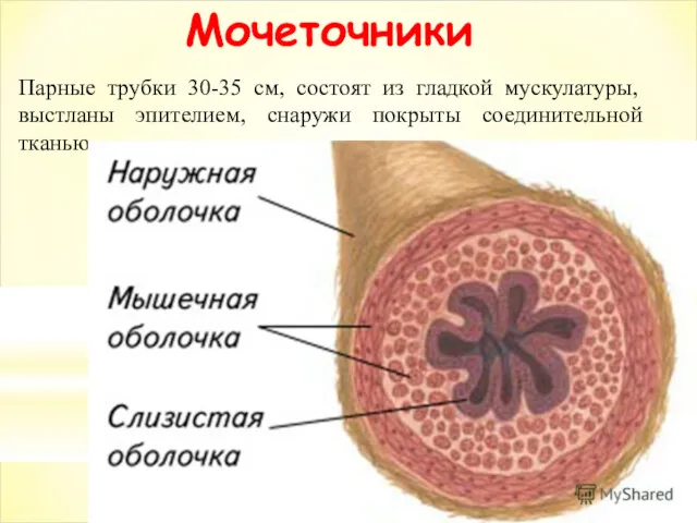 Парные трубки 30-35 см, состоят из гладкой мускулатуры, выстланы эпителием, снаружи покрыты соединительной тканью. Мочеточники