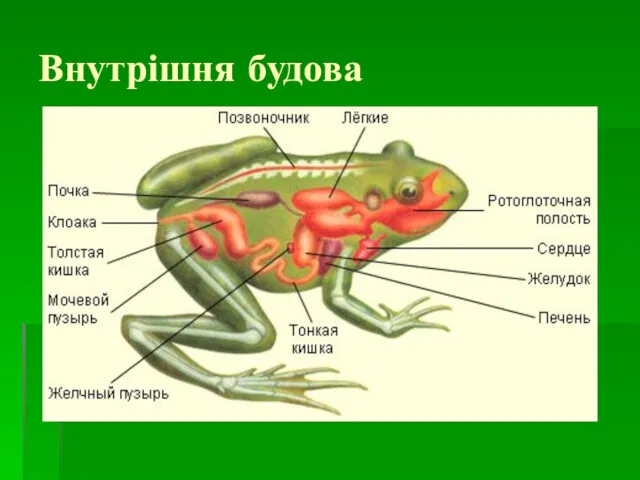 Внутрішня будова