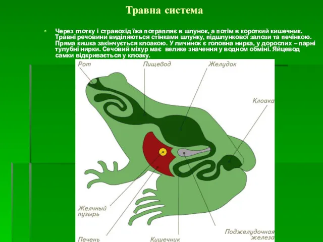 Травна система Через глотку і стравохід їжа потрапляє в шлунок,