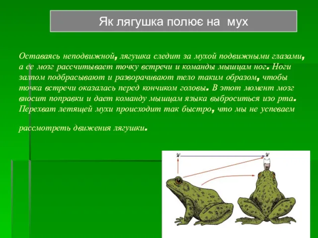 Оставаясь неподвижной, лягушка следит за мухой подвижными глазами, а ее