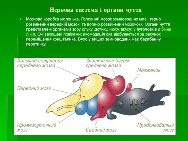 Нервова система і органи чуття Мозкова коробка маленька. Головний мозок