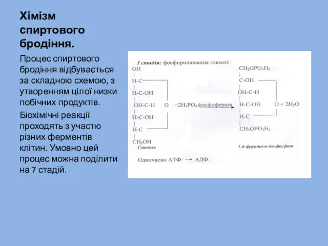 Хімізм спиртового бродіння. Процес спиртового бродіння відбувається за складною схемою,