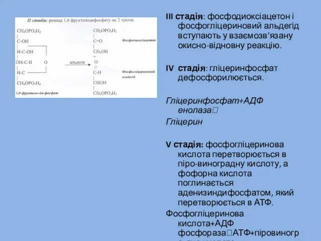 III стадія: фосфодиоксіацетон і фосфогліцериновий альдегід вступають у взаємозв’язану окисно-відновну