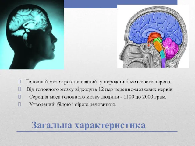 Загальна характеристика Головний мозок розташований у порожнині мозкового черепа. Від