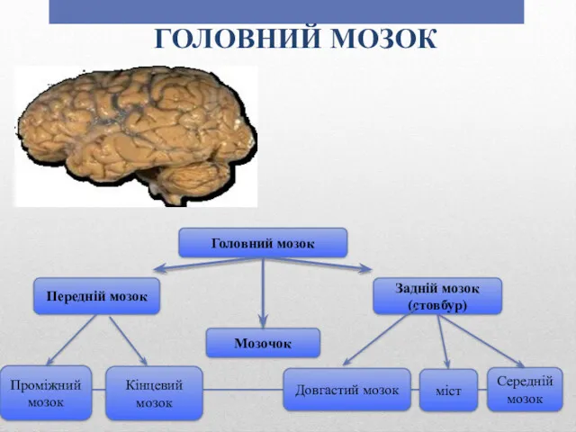 ГОЛОВНИЙ МОЗОК Головний мозок Передній мозок Задній мозок (стовбур) Мозочок
