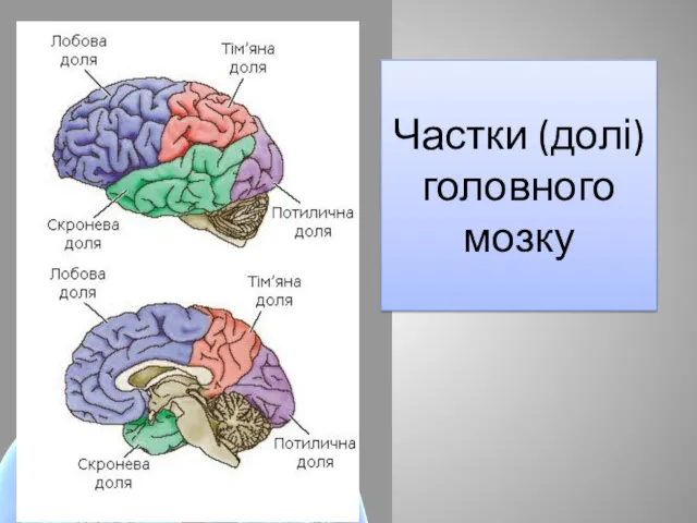 Частки (долі) головного мозку