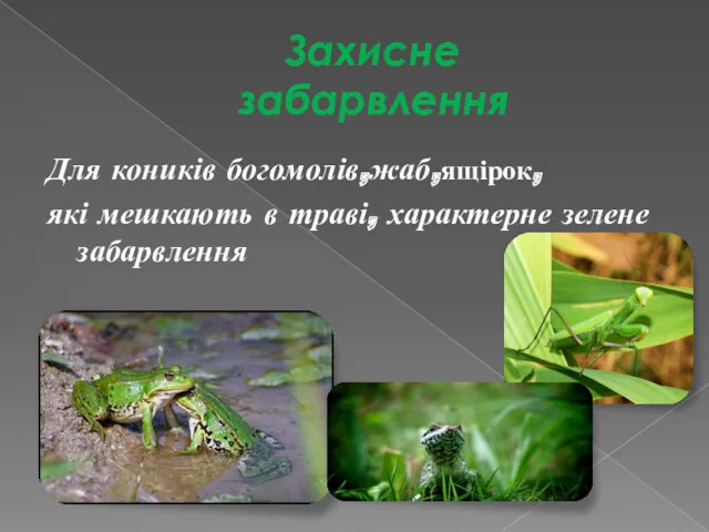 Захисне забарвлення Для коників богомолів,жаб,ящірок, які мешкають в траві, характерне зелене забарвлення