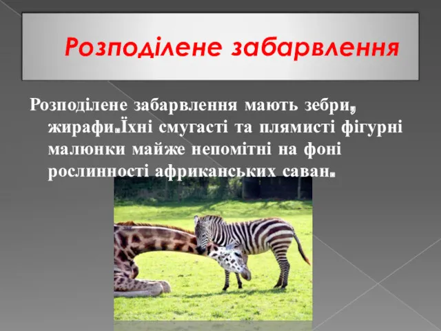 Розподілене забарвлення Розподілене забарвлення мають зебри,жирафи.Їхні смугасті та плямисті фігурні