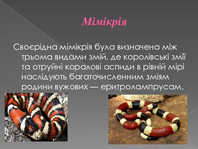 Мімікрія Своєрідна мімікрія була визначена між трьома видами змій, де