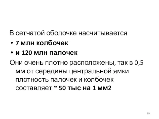 В сетчатой оболочке насчитывается 7 млн колбочек и 120 млн