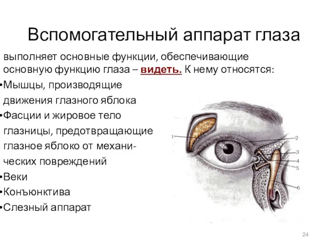 Вспомогательный аппарат глаза выполняет основные функции, обеспечивающие основную функцию глаза