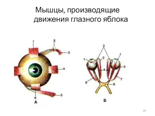 Мышцы, производящие движения глазного яблока