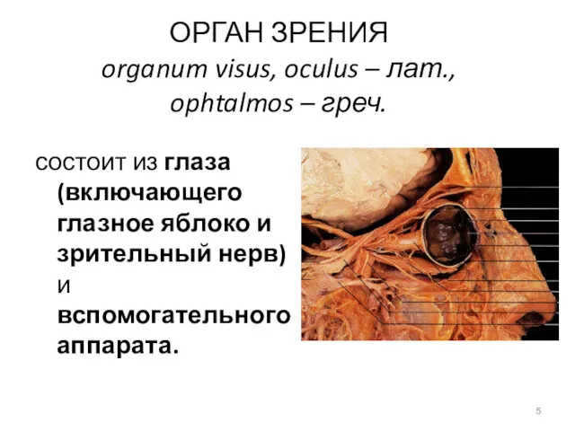 ОРГАН ЗРЕНИЯ organum visus, oculus – лат., ophtalmos – греч.