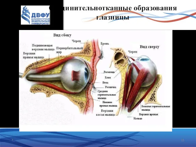 Соединительнотканные образования глазницы *