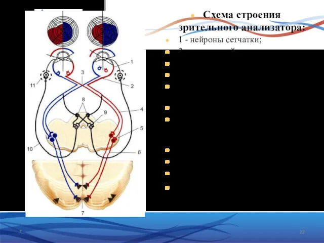 Схема строения зрительного анализатора: 1 - нейроны сетчатки; 2 -