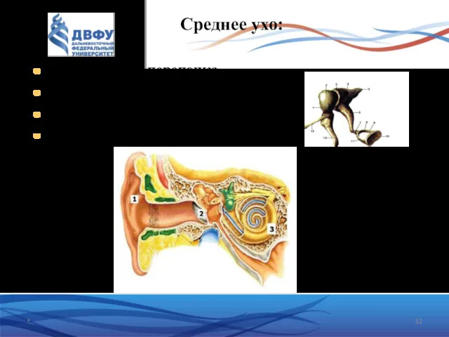 Среднее ухо: барабанная перепонка барабанная полость сосцевидные ячейки слуховая труба *