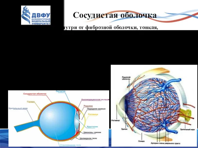 Сосудистая оболочка Расположена кнутри от фиброзной оболочки, тонкая, имеет большое