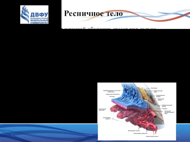 Ресничное тело - утолщенная часть сосудистой оболочки, имеет вид кольца,