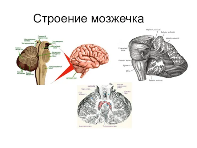 Строение мозжечка