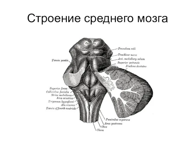 Строение среднего мозга