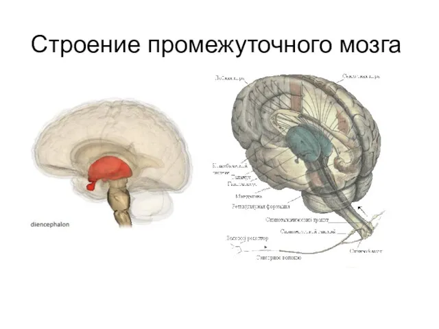 Строение промежуточного мозга